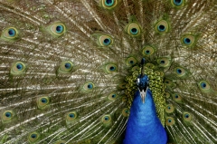peacock 4